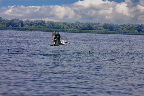 Пеликан на Скадарском озере в Черногории. Фото: Яндекс.Фотки, Alewtina557